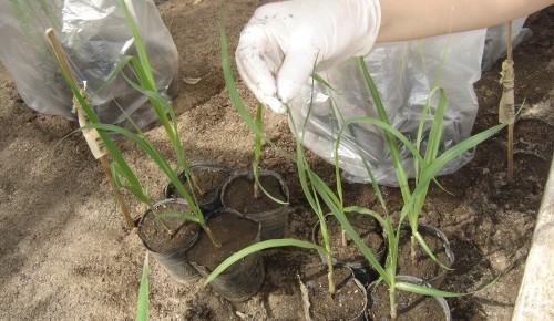 Investigadores del INTA y de la Università Cattolica han secuenciado el genoma de una bacteria que afecta a la caña de azúcar