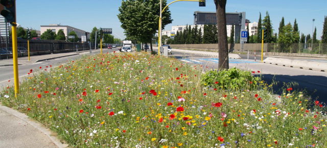 Seminario sobre «Especies herbáceas nativas para el verde público» el 10 de noviembre a las 15:00 horas en la Municipalidad de Itri (LT)