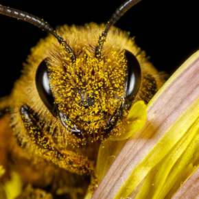 El indispensable retorno a la armonía entre plantas, insectos y personas