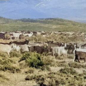 Investigadoras e investigadores repudiamos la campaña racista hacia el pueblo Mapuche